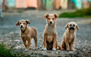 Leia mais sobre o artigo Como escolher o melhor alimento para seu pet