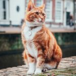 A importância da socialização dos animais de estimação