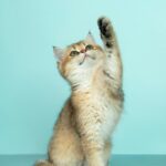 Dicas para manter o ambiente ideal para seu pet