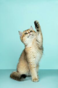 Leia mais sobre o artigo Dicas para manter o ambiente ideal para seu pet