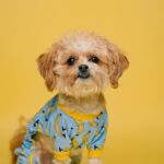 Como identificar sinais de saúde no seu animal de estimação