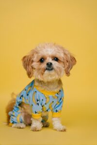 Leia mais sobre o artigo Como identificar sinais de saúde no seu animal de estimação